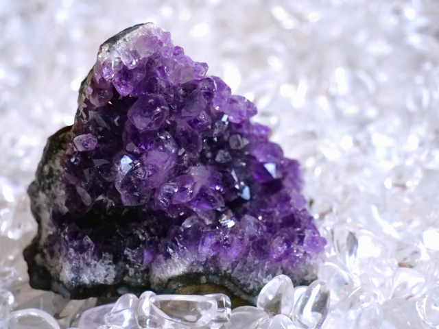 アメジスト ミステリーキャットカフェ